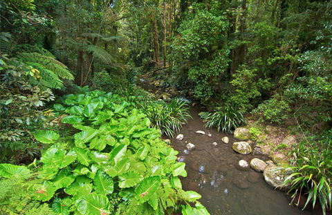 Brindle Creek Picnic Area - Accommodation Sunshine Coast 0