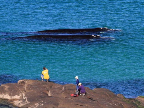 Broulee Island Nature Reserve Walk - Accommodation Sunshine Coast 1