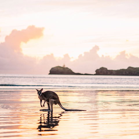Cape Hillsborough – A Low Tide Fishing Adventure - Accommodation Sunshine Coast 0