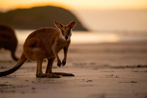 Cape Hillsborough – A Low Tide Fishing Adventure - Accommodation Sunshine Coast 1