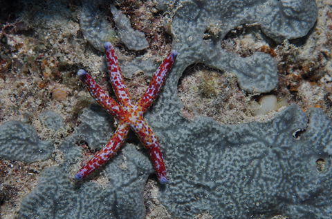 Clam Gardens Dive Site - Accommodation Sunshine Coast 0