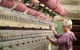Creswick Woollen Mills - thumb 2