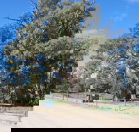 Giant Gum Tree - Accommodation Sunshine Coast