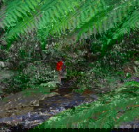 Goldsborough Valley Wooroonooran National Park - Accommodation Sunshine Coast