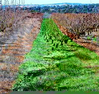 Hall Family Orchards - Accommodation Sunshine Coast