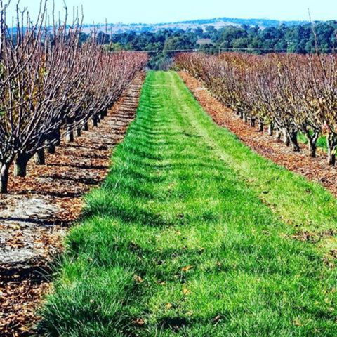 Hall Family Orchards - Accommodation Sunshine Coast 0