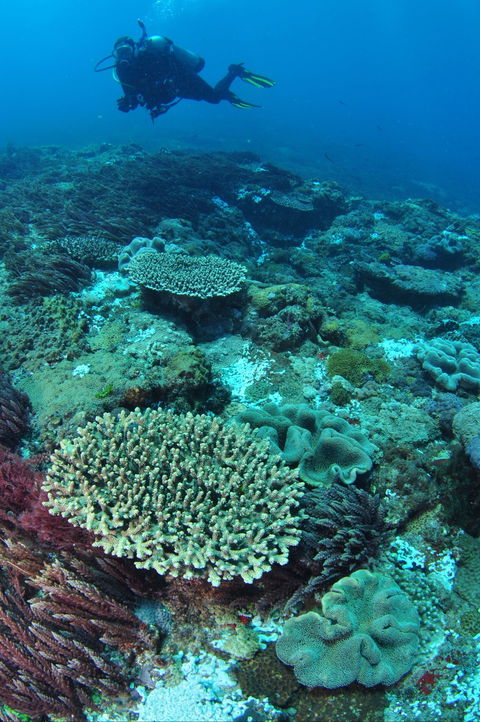 Hanging Rock Dive Site - Accommodation Sunshine Coast 0