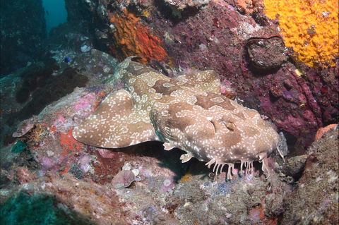 Hanging Rock Dive Site - Accommodation Sunshine Coast 1