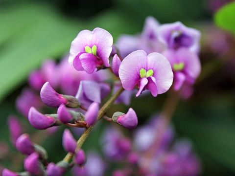 Inverawe Native Gardens - Accommodation Sunshine Coast 2
