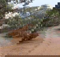 Karlkurla Bushland Park - Accommodation Sunshine Coast