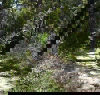 Karloo Walking Track - Accommodation Sunshine Coast