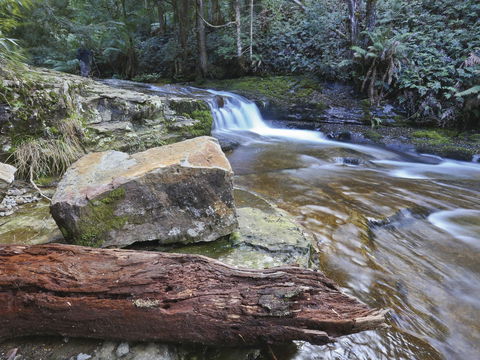 Liffey Falls Reserve - Accommodation Sunshine Coast 0