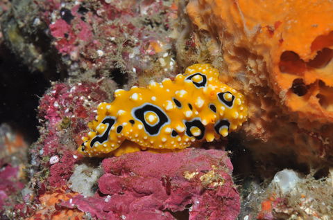 Magic Mountain Dive Site - Accommodation Sunshine Coast 0