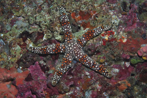 Magic Mountain Dive Site - Accommodation Sunshine Coast 1