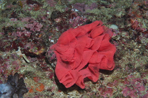 Magic Mountain Dive Site - Accommodation Sunshine Coast 2
