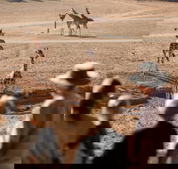 Monarto Safari Park - Accommodation Sunshine Coast