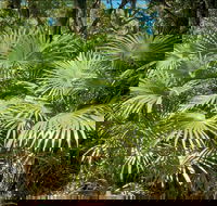 Mungo Rainforest Walk - Accommodation Sunshine Coast