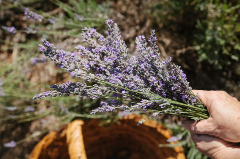 Nannup Lavender Farm - Accommodation Sunshine Coast 2