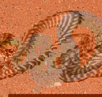 Red Desert Reptiles - Accommodation Sunshine Coast