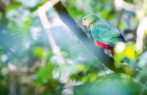 Satinbird Stroll - Accommodation Sunshine Coast 0