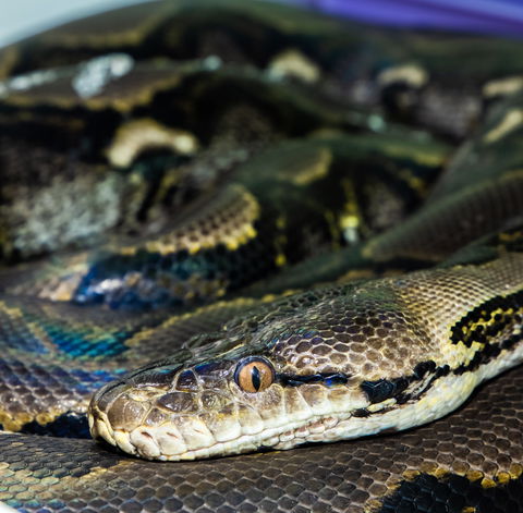 Serpentarium Wildlife Park Tasmania - Accommodation Sunshine Coast 1