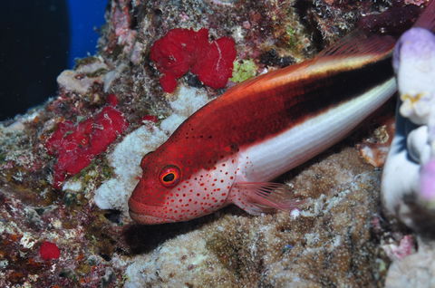Snake Pit Dive Site - Accommodation Sunshine Coast 0