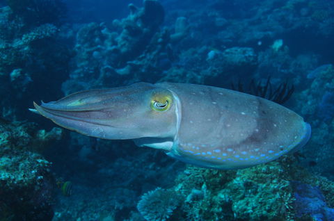 Snake Pit Dive Site - Accommodation Sunshine Coast 1