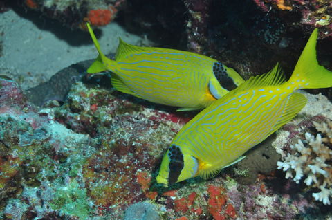 Snake Pit Dive Site - Accommodation Sunshine Coast 2