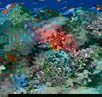Steve's Bommie Dive Site - Accommodation Sunshine Coast