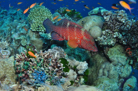 Steve's Bommie Dive Site - Accommodation Sunshine Coast 0
