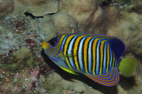 Steve's Bommie Dive Site - Accommodation Sunshine Coast 2