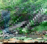 Tamborine National Park - Accommodation Sunshine Coast