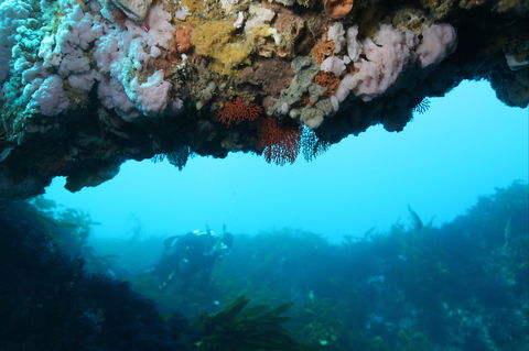 The Arches Marine Sanctuary - Accommodation Sunshine Coast 2