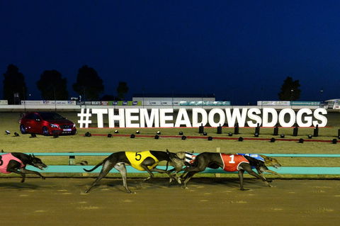 The Meadows - Accommodation Sunshine Coast 0