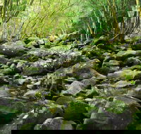 Wodi Wodi Walking Track - Accommodation Sunshine Coast
