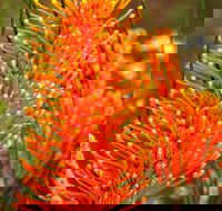 Wongan Hills Wildflowers - Accommodation Sunshine Coast