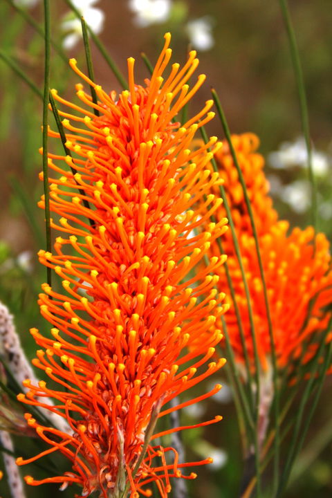 Wongan Hills Wildflowers - Accommodation Sunshine Coast 0