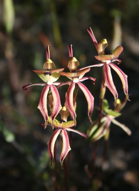 Wongan Hills Wildflowers - Accommodation Sunshine Coast 1