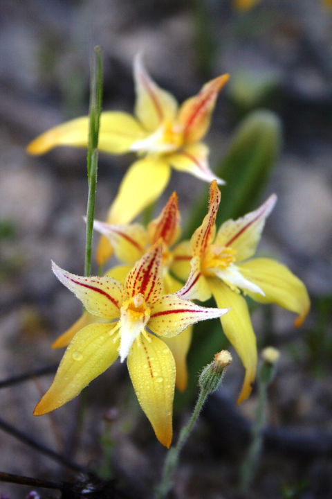 Wongan Hills Wildflowers - Accommodation Sunshine Coast 2