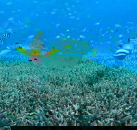 Wreck Bay Dive Site - Accommodation Sunshine Coast