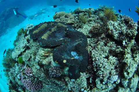 Wreck Bay Dive Site - Accommodation Sunshine Coast 1
