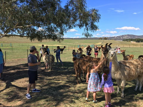 Alpaca Magic Stud - Accommodation Sunshine Coast 0