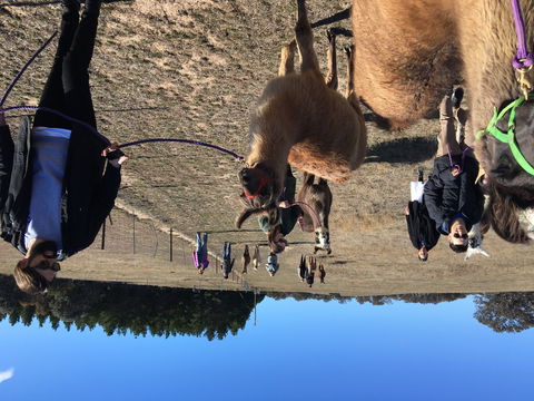 Alpaca Magic Stud - Accommodation Sunshine Coast 1