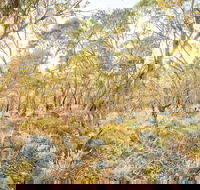 Alpine Views Walk - Accommodation Sunshine Coast