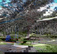 Barrington Tops State Forest - Accommodation Sunshine Coast