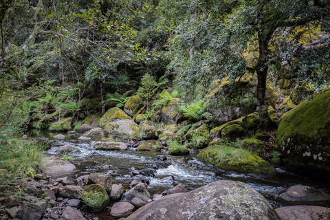 Barrington Tops State Forest - Accommodation Sunshine Coast 1