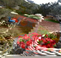 Blue Hills Berries and Cherries - Accommodation Sunshine Coast