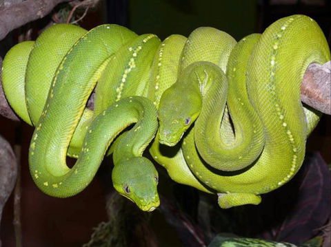 Canberra Reptile Zoo - Accommodation Sunshine Coast 1