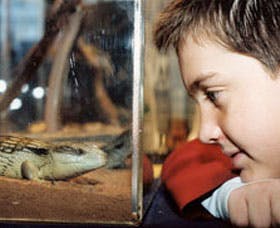 Canberra Reptile Zoo - Accommodation Sunshine Coast 2