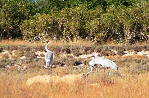 Cape Keraudren Nature Reserve - Accommodation Sunshine Coast 0